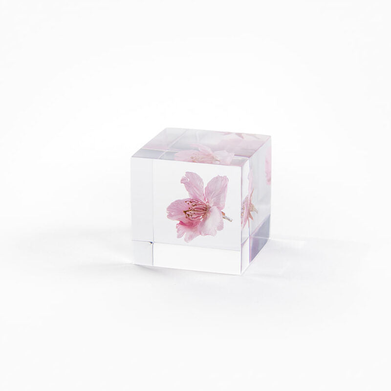 #sakura