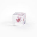 Japanese Sola Cube