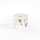 Japanese Sola Cube