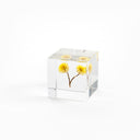 Japanese Sola Cube