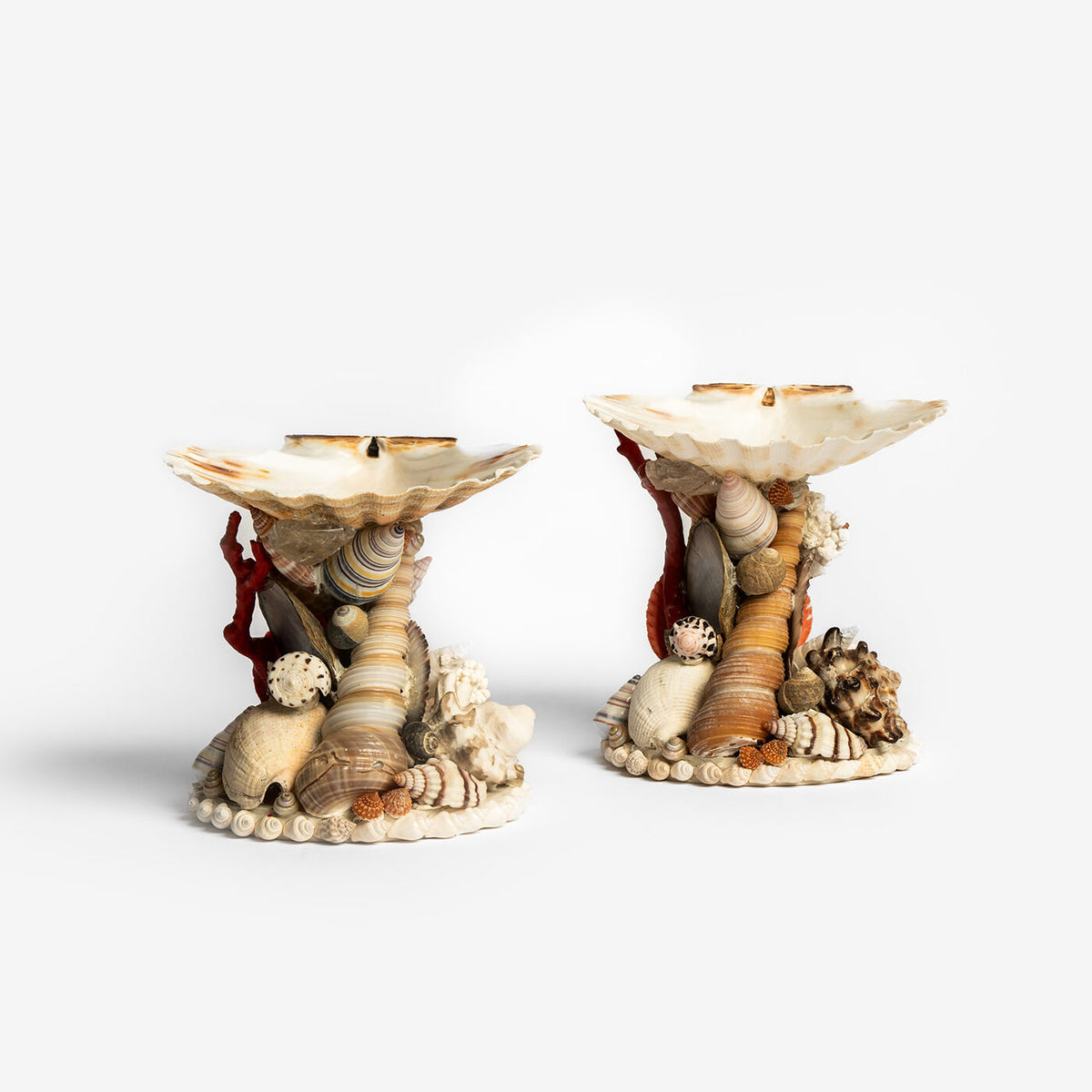 Shell Table Tazza | Unique Home Decor | R. Runberg Curiosities