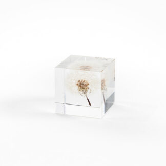 Sola Cube - dandelion