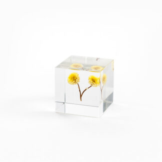 Sola Cube - immortelle