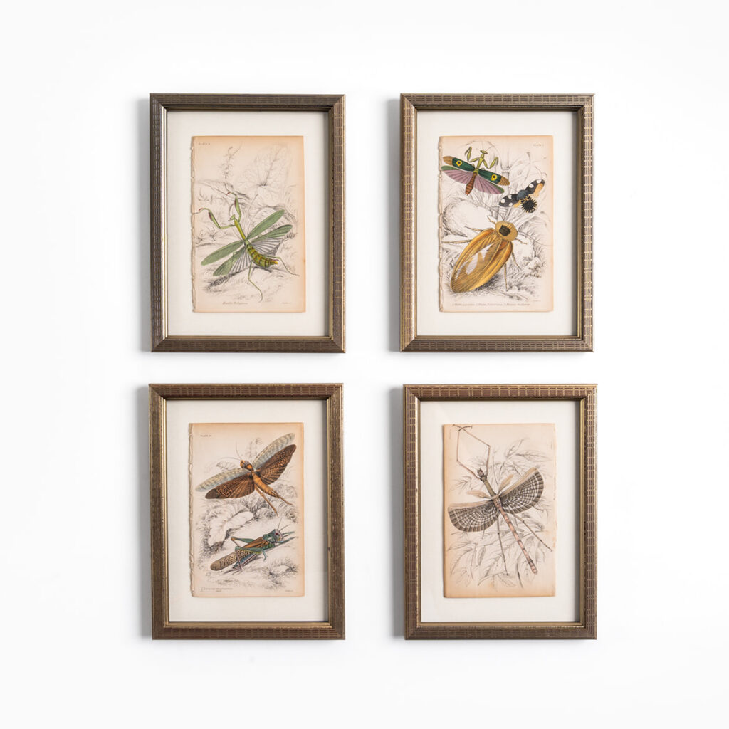 Insect Engravings, set of 4